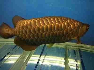 獨(dú)山子區(qū)小漁兒森森水族館（獨(dú)山子區(qū)小漁兒森森水族館電話）