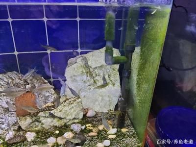 魚缸裝飾物清潔周期建議：魚缸裝飾品裝飾物的清潔周期