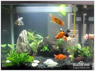 魚缸裝飾物清潔周期建議：魚缸裝飾品裝飾物的清潔周期