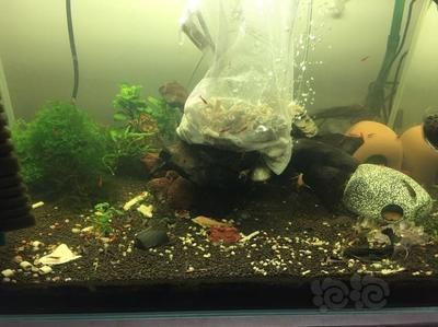 魚缸裝飾物清潔周期建議：魚缸裝飾品裝飾物的清潔周期