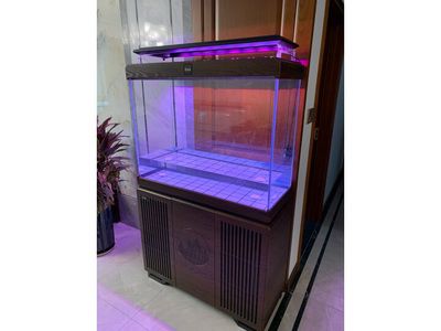 德克和可麗愛的魚缸哪個好用（可麗愛魚缸品牌的未來趨勢隨著科技的進(jìn)步成為市場新寵）