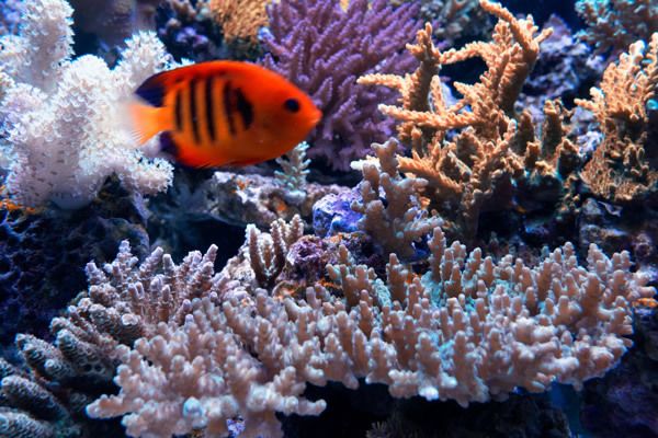 歐寶魚缸怎么清洗：如何清洗歐寶魚缸