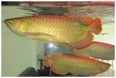 白山市渾江區(qū)漁樂(lè)圈水族寵物店（白山市渾江區(qū)漁樂(lè)圈水族寵物店電話(huà)）