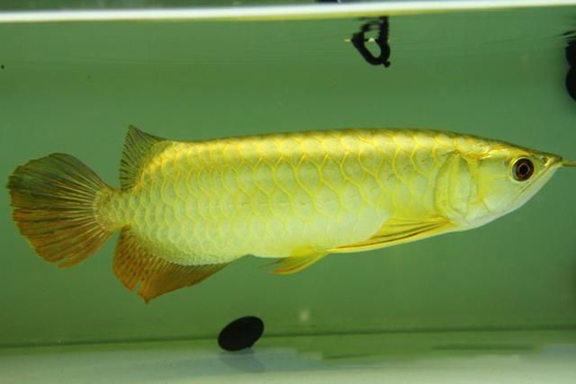 龍魚缸最佳溫度多少合適：關于龍魚缸最佳水溫的詳細信息