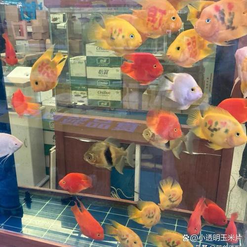 興安盟龍魚專賣店