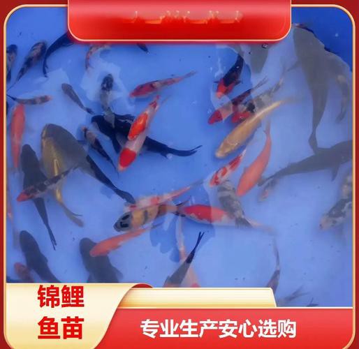 興安盟龍魚專賣店