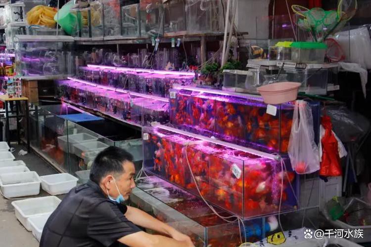 興安盟龍魚專賣店