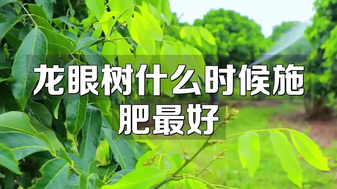 龍眼膨大期噴施葉面肥的最佳時(shí)間