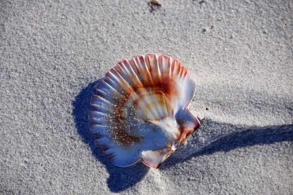 龍魚缸晚上開燈好還是白天開燈好：龍魚缸晚上開燈好還是白天開燈好龍魚缸白天開燈好