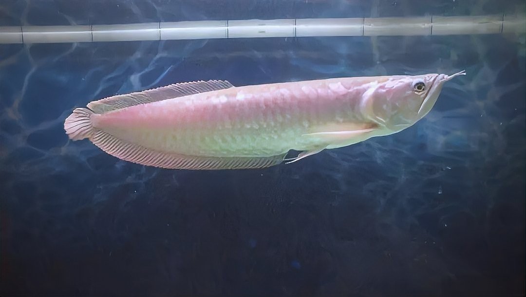 銀龍魚養大了會變色嗎