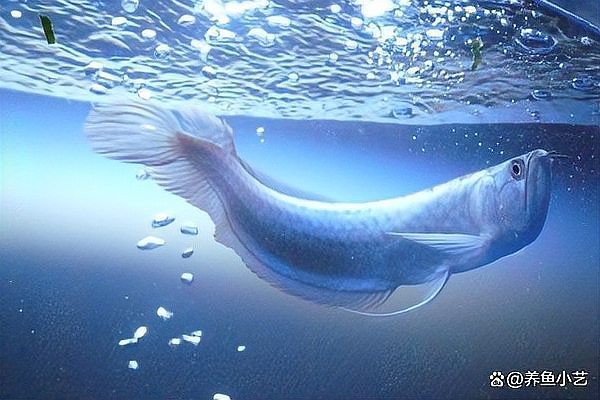 銀龍魚養大了會變色嗎