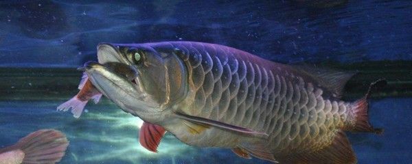 龍魚吃什么好：龍魚吃什么好？