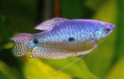 不同顏色的曼龍魚可以繁殖嗎（不同顏色的曼龍魚可以混養繁殖嗎？）