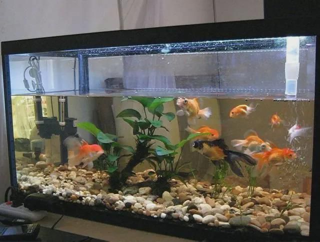 榆林龍魚專賣店：榆林市榆陽區(qū)順?biāo)~館東沙店