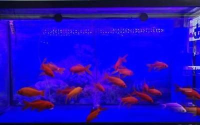 淡水魚缸消毒方法高錳酸鉀是一種常用的魚缸消毒方法：有效的淡水魚缸消毒方法