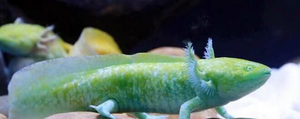 六角恐龍魚可以和什么魚混養(yǎng)（六角恐龍魚是否適合與其他魚類一起混養(yǎng)）