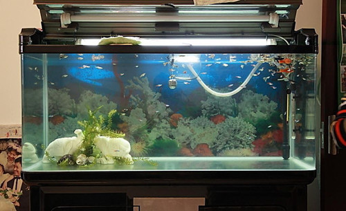 荷塘區溫馨花藝水族館（荷塘區溫馨花藝水族館地址）