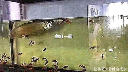 浙江鳳起花鳥城紅俊水族商行（浙江鳳起花鳥市場） 浙江鳳起花鳥城紅俊水族商行（浙江鳳起花鳥市場） 全國水族館企業名錄