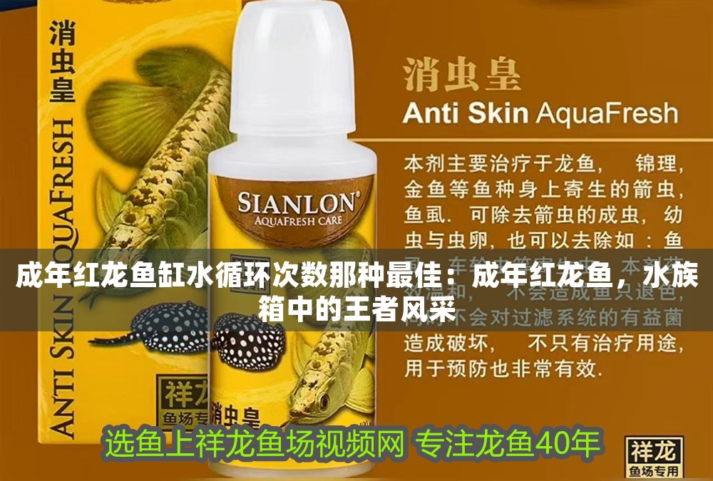 成年紅龍魚缸水循環次數那種最佳：成年紅龍魚，水族箱中的王者風采