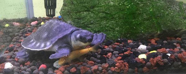 成年紅龍魚缸水循環次數那種最佳：成年紅龍魚，水族箱中的王者風采