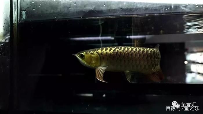 龍魚跳缸趴缸是什么原因造成的 龍魚跳缸趴缸是什么原因造成的 龍魚百科 第2張