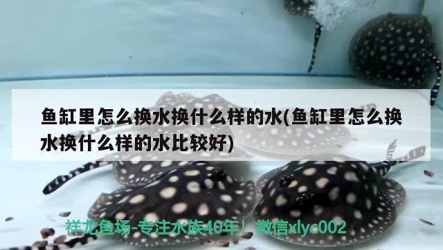 紅龍魚怎么樣用燈光養，如何選擇適合紅龍魚的燈管，紅龍魚燈光養護的誤區解析