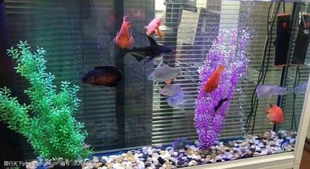 風水魚魚缸里面不能放其他東西嗎視頻（家居風水中的魚缸擺放禁忌）