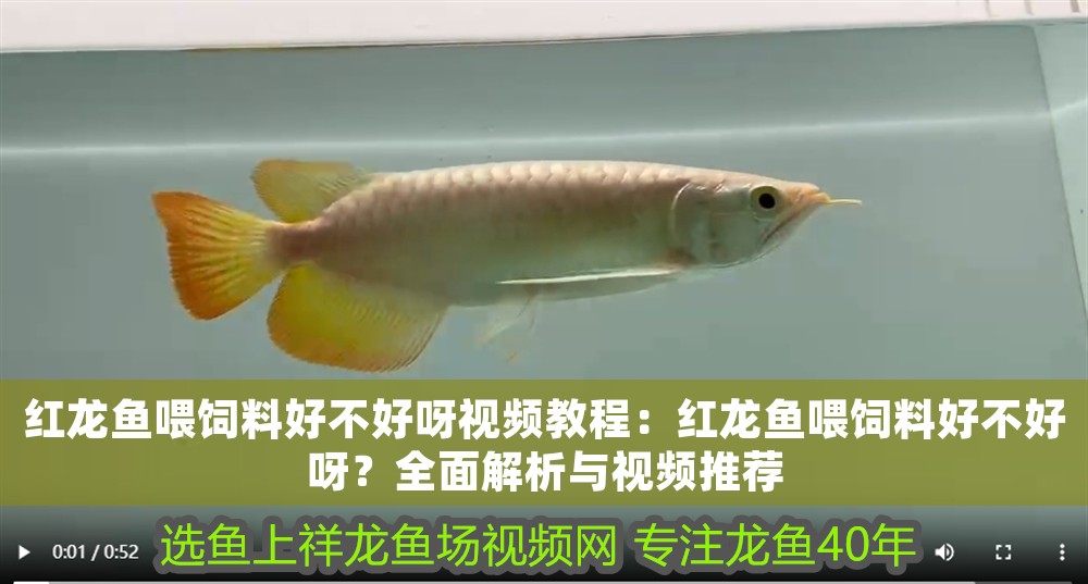 紅龍魚喂飼料好不好呀視頻教程：紅龍魚喂飼料好不好呀？全面解析與視頻推薦