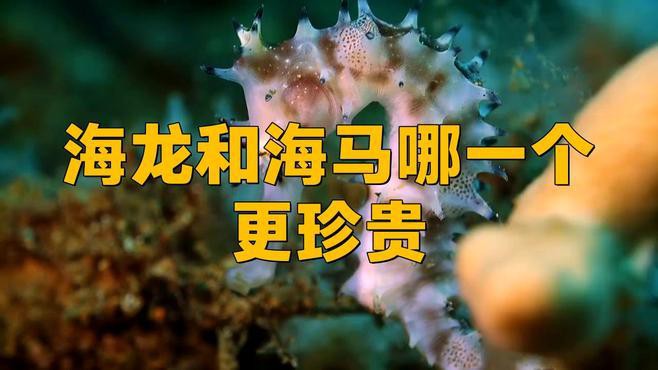 海馬和海龍哪個更稀有？