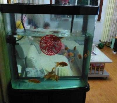 紅鯉魚魚缸當什么點綴好養魚紅鯉魚的養殖方法和技巧：紅鯉魚魚缸當什么點綴好養魚紅鯉魚養殖方法和技巧