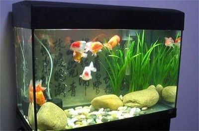紅鯉魚魚缸當什么點綴好養魚紅鯉魚的養殖方法和技巧：紅鯉魚魚缸當什么點綴好養魚紅鯉魚養殖方法和技巧