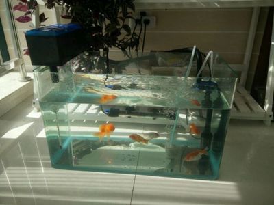 紅鯉魚魚缸當什么點綴好養魚紅鯉魚的養殖方法和技巧：紅鯉魚魚缸當什么點綴好養魚紅鯉魚養殖方法和技巧