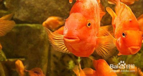 如何調節魚缸水溫至適宜范圍：調節魚缸水溫至適宜范圍是確保水生動物健康生長和維持關鍵