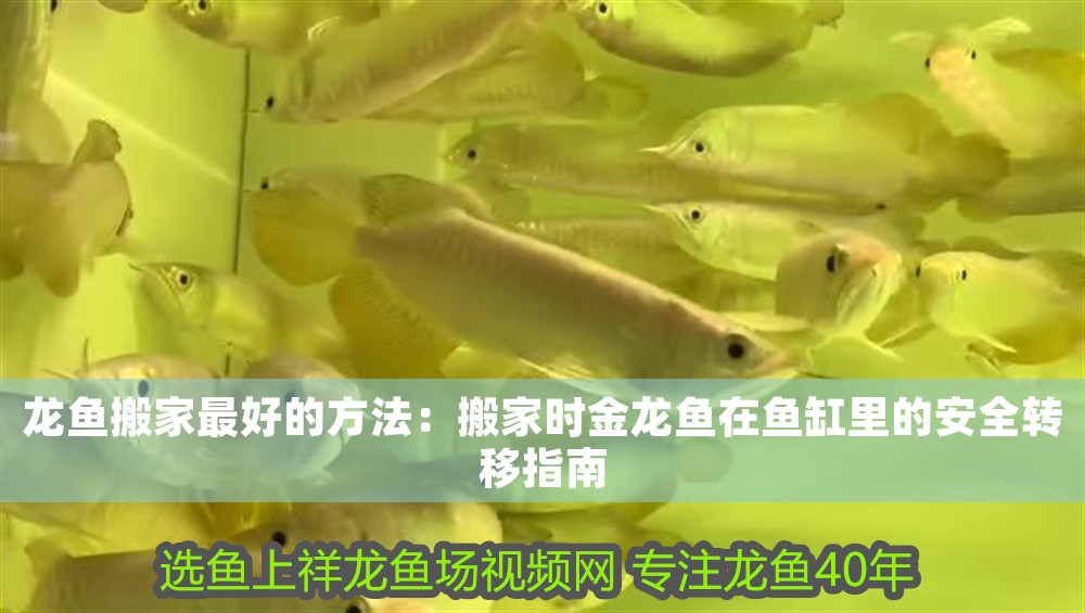 龍魚搬家最好的方法：搬家時金龍魚在魚缸里的安全轉移指南