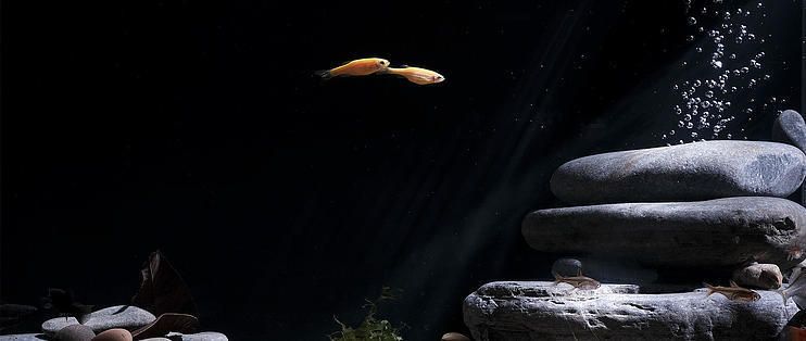 匯智新魚缸：匯智新魚缸怎么樣