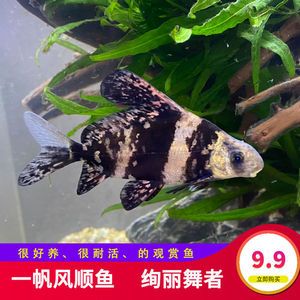 海沙魚缸養(yǎng)什么淡水魚好（如何選擇適合的淡水魚）