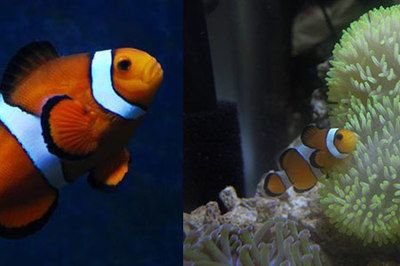 海沙魚缸養(yǎng)什么淡水魚好（如何選擇適合的淡水魚）