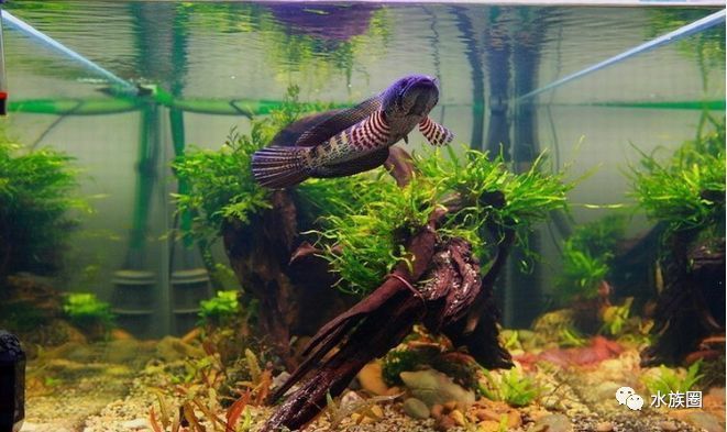 黃金眼鏡蛇雷龍魚缸造景南美，南美風格的黃金眼鏡蛇雷龍魚缸造景
