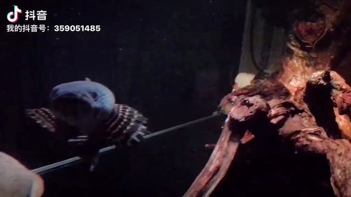 黃金眼鏡蛇雷龍魚缸造景南美，南美風格的黃金眼鏡蛇雷龍魚缸造景