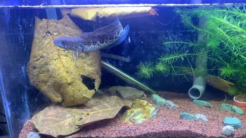 黃金眼鏡蛇雷龍魚缸造景南美，南美風格的黃金眼鏡蛇雷龍魚缸造景