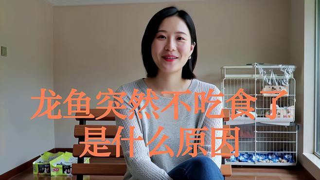 金龍魚一直張嘴呼吸拒食怎么治