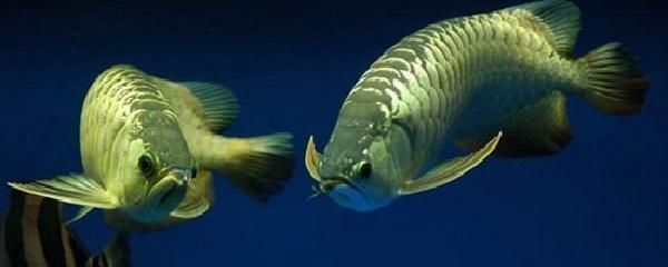 龍魚是冷水魚嘛為什么不能吃：龍魚不是冷水魚而是熱帶魚，而是熱帶魚，飼養的成本分析