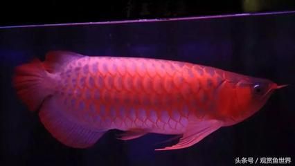 帝王龍魚 深哥（印尼紅龍養(yǎng)殖技巧詳解帝王龍魚養(yǎng)殖技巧詳解）