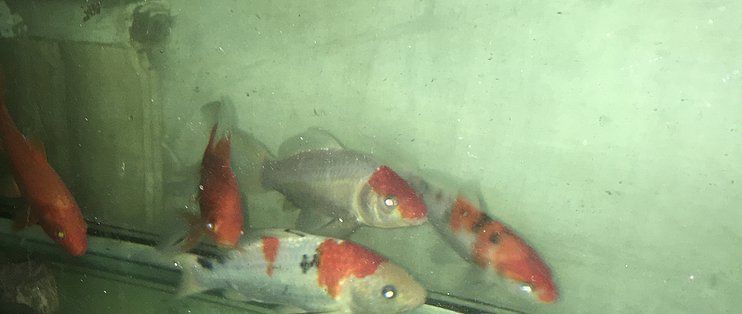 起源紀魚缸app最新版本更新內容：起源紀魚缸appapp最新版本更新