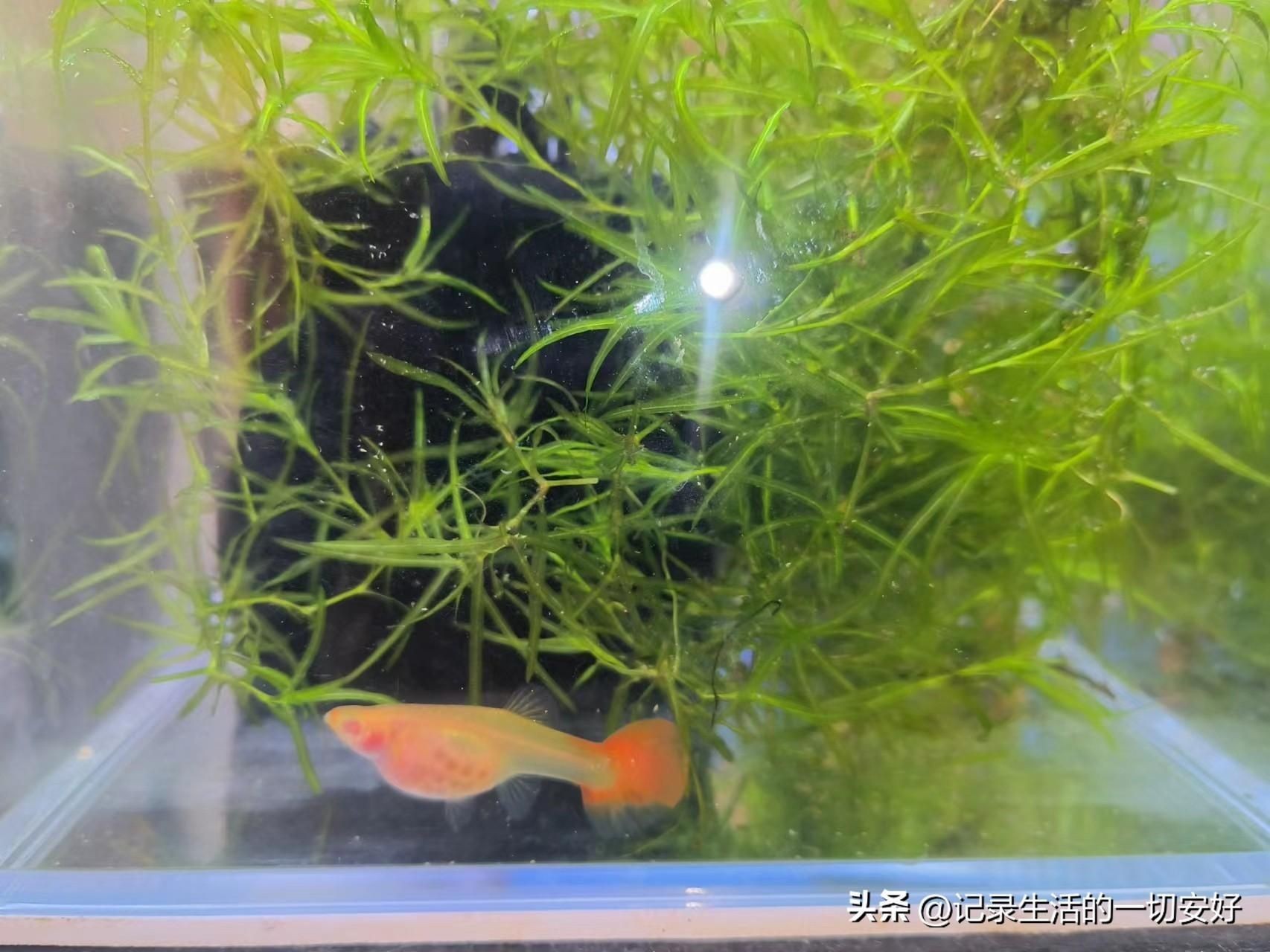最好的魚缸（當貝魚缸因其智能、美觀、實用的特點成為家用魚缸的首選品牌）