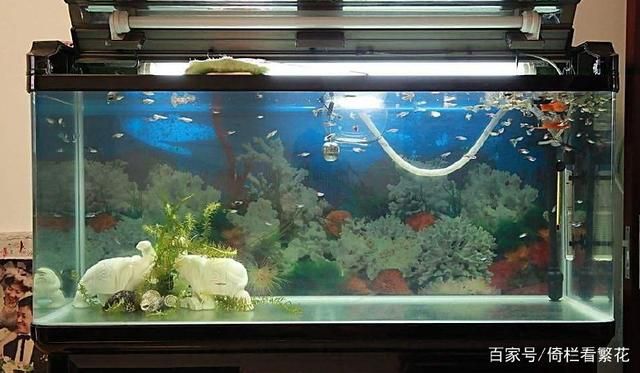 最好的魚缸（當貝魚缸因其智能、美觀、實用的特點成為家用魚缸的首選品牌）