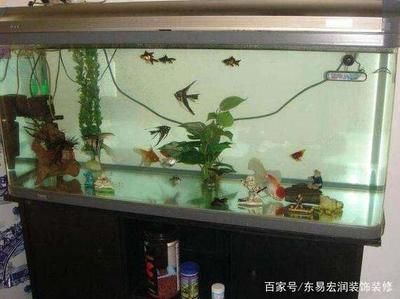最好的魚缸（當貝魚缸因其智能、美觀、實用的特點成為家用魚缸的首選品牌）