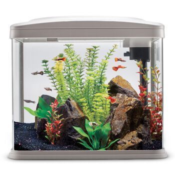 魚缸養(yǎng)魚發(fā)朋友圈搞笑句子（魚缸趣事背后的心理學(xué)）