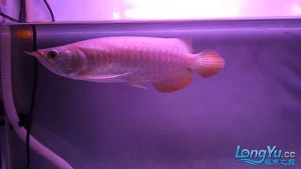 龍魚到家后的喂食時間可以分為幾個情況，龍魚到家后幾天可以吃嗎：龍魚到家后的喂食時間分為幾個情況，龍魚到家后幾天可以吃了嗎