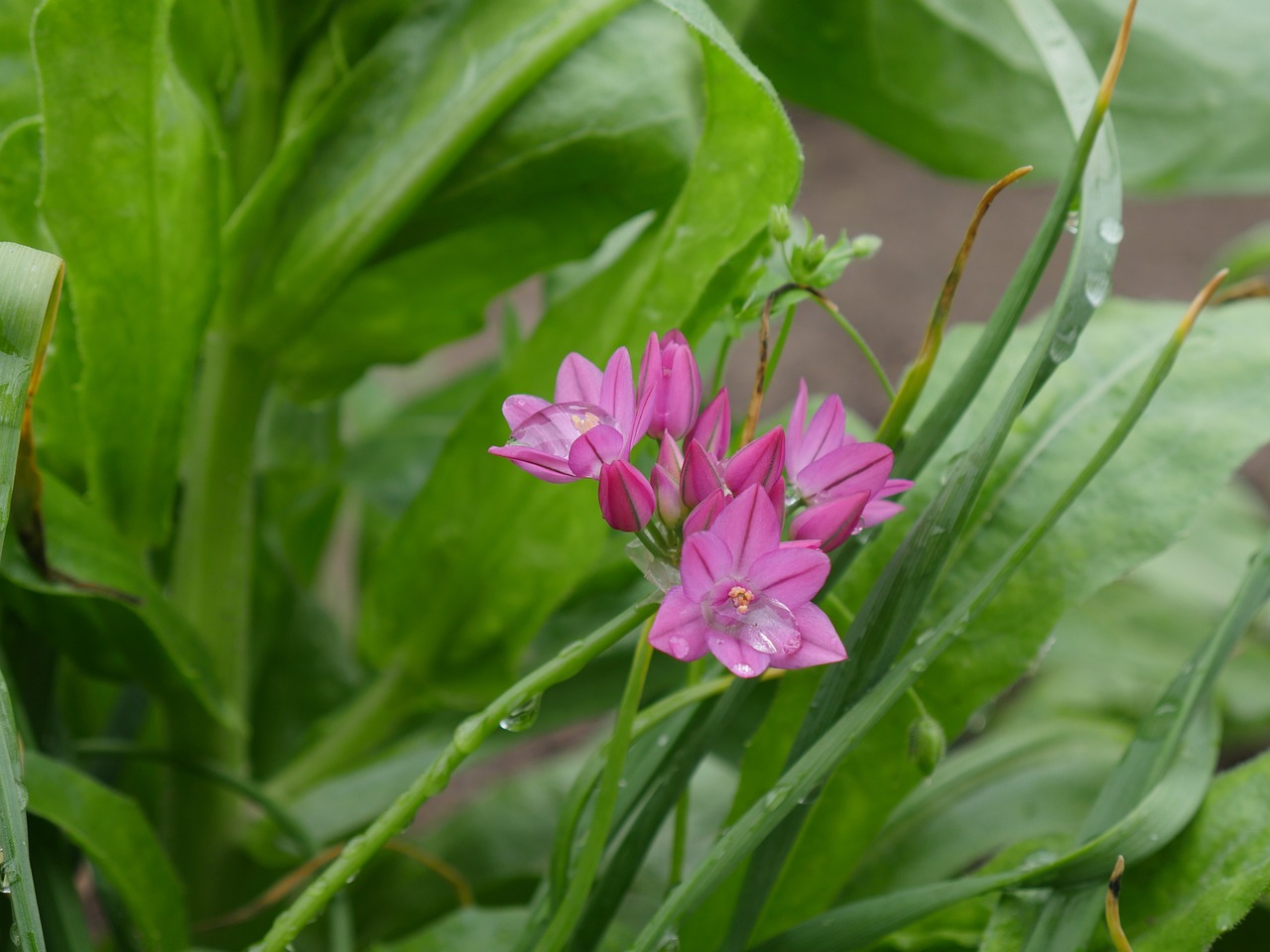 克拉瑪依區(qū)牡丹花卉水族行 （克拉瑪依花卉市場(chǎng)批發(fā)）